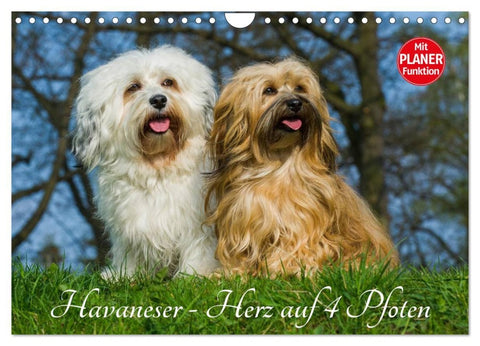 Havaneser - Herz auf 4 Pfoten (Wandkalender 2026 DIN A4 quer), CALVENDO Monatskalender
