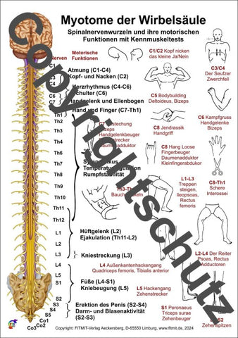 Myotome der Spinalnerven
