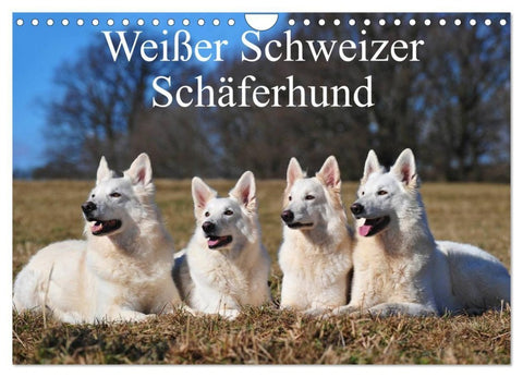 Weißer Schweizer Schäferhund (Wandkalender 2027 DIN A4 quer), CALVENDO Monatskalender