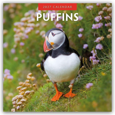 Puffins – Papageitaucher 2027 – 16-Monatskalender