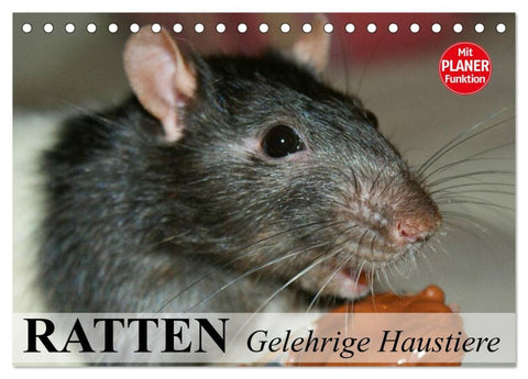 Ratten. Gelehrige Haustiere (Tischkalender 2026 DIN A5 quer), CALVENDO Monatskalender