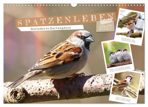 Gefiederte Gartengäste, Spatzenleben (Wandkalender 2027 DIN A3 quer), CALVENDO Monatskalender
