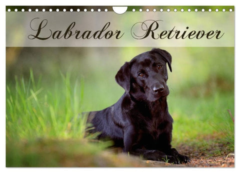 Labrador Retriever (Wandkalender 2026 DIN A4 quer), CALVENDO Monatskalender
