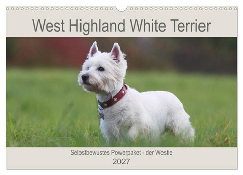 West Highland White Terrier - Selbstbewustes Powerpaket - der Westie (Wandkalender 2027 DIN A3 quer), CALVENDO Monatskalender