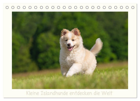 Kleine Islandhunde entdecken die Welt (Tischkalender 2027 DIN A5 quer), CALVENDO Monatskalender