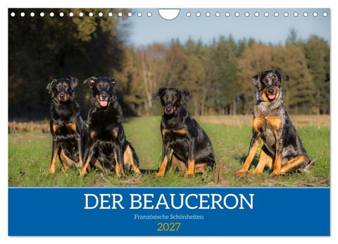 Der Beauceron (Wandkalender 2027 DIN A4 quer), CALVENDO Monatskalender