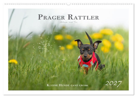 Prager Rattler - Black and Tan - Kleine Hunde ganz groß (Wandkalender 2027 DIN A2 quer), CALVENDO Monatskalender