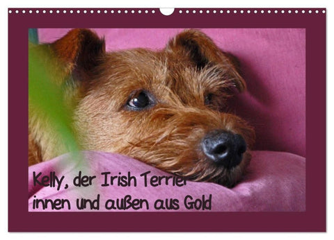 Kelly, der Irish Terrier - innen und außen aus Gold (Wandkalender 2027 DIN A3 quer), CALVENDO Monatskalender