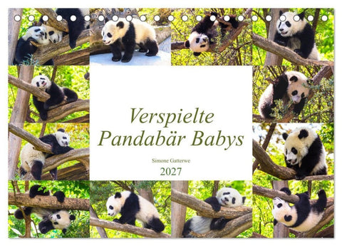 Pandabär Babys (Tischkalender 2027 DIN A5 quer), CALVENDO Monatskalender