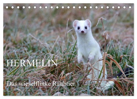 Hermelin - das wieselflinke Raubtier (Tischkalender 2026 DIN A5 quer), CALVENDO Monatskalender