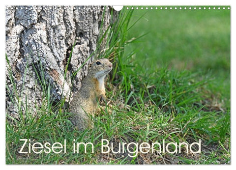 Ziesel im Burgenland (Wandkalender 2026 DIN A3 quer), CALVENDO Monatskalender