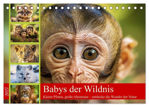 Babys der Wildnis (Tischkalender 2027 DIN A5 quer), CALVENDO Monatskalender