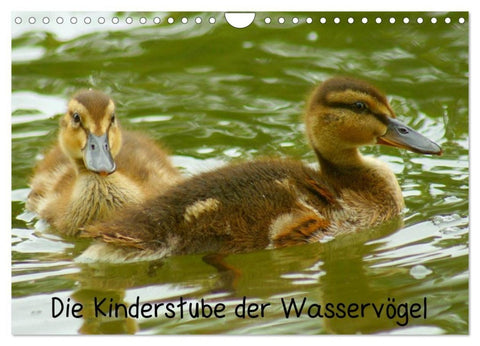Die Kinderstube der Wasservögel (Wandkalender 2027 DIN A4 quer), CALVENDO Monatskalender