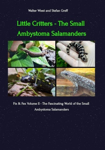 Little Critters - The Small Ambystoma Salamanders