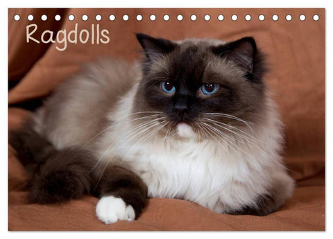 Ragdolls (Tischkalender 2027 DIN A5 quer), CALVENDO Monatskalender