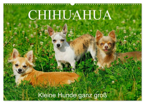 Chihuahua - Kleine Hunde ganz groß (Wandkalender 2027 DIN A2 quer), CALVENDO Monatskalender