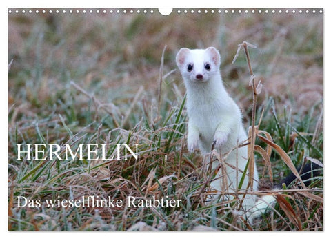 Hermelin - das wieselflinke Raubtier (Wandkalender 2026 DIN A3 quer), CALVENDO Monatskalender