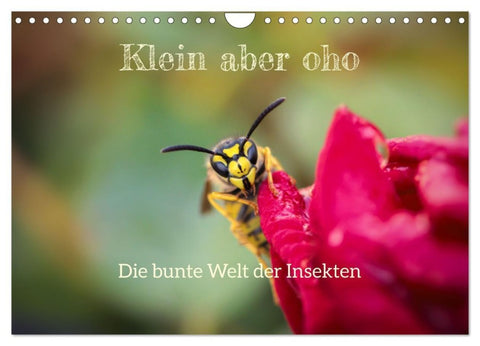 Klein aber oho. Die bunte Welt der Insekten (Wandkalender 2027 DIN A4 quer), CALVENDO Monatskalender