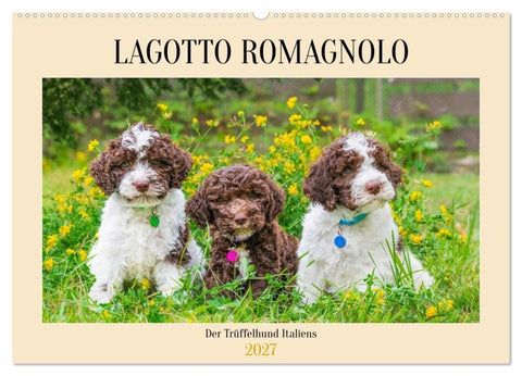 Lagotto Romagnolo - der Trüffelhund Italiens (Wandkalender 2027 DIN A2 quer), CALVENDO Monatskalender