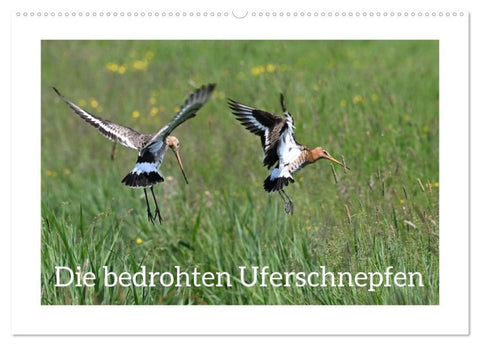 Die bedrohten Uferschnepfen (Wandkalender 2027 DIN A2 quer), CALVENDO Monatskalender