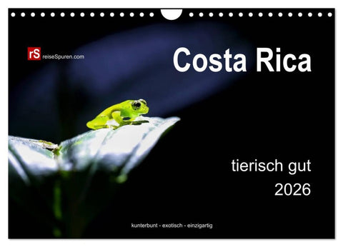 Costa Rica tierisch gut 2026 (Wandkalender 2026 DIN A4 quer), CALVENDO Monatskalender