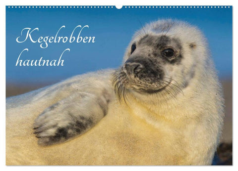Kegelrobben hautnah (Wandkalender 2026 DIN A2 quer), CALVENDO Monatskalender