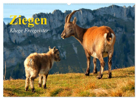Ziegen. Kluge Freigeister (Wandkalender 2026 DIN A2 quer), CALVENDO Monatskalender