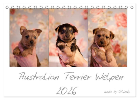 Australian Terrier Welpen (Tischkalender 2026 DIN A5 quer), CALVENDO Monatskalender