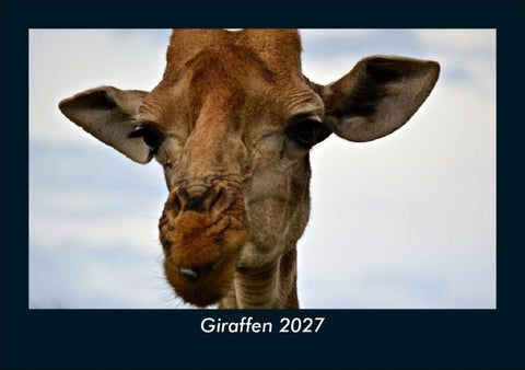 Giraffen 2027 Fotokalender DIN A5