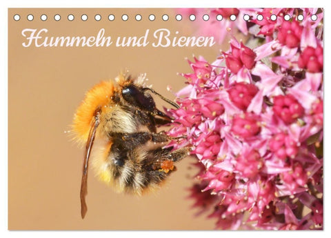 Hummeln und Bienen (Tischkalender 2027 DIN A5 quer), CALVENDO Monatskalender