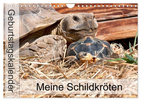 Meine Schildkröten - Geburtstagskalender (Wandkalender 2027 DIN A4 quer), CALVENDO Monatskalender