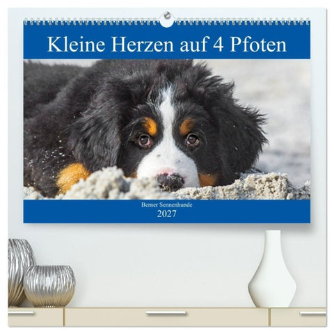 Kleine Herzen auf 4 Pfoten - Berner Sennenhunde (hochwertiger Premium Wandkalender 2027 DIN A2 quer), Kunstdruck in Hochglanz
