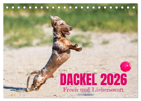 DACKEL 2026 Frech und Liebenwert (Tischkalender 2026 DIN A5 quer), CALVENDO Monatskalender