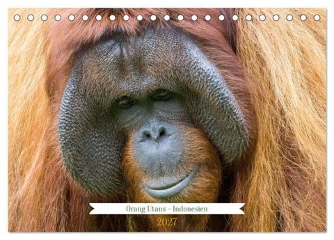 Orang Utans - Indonesien (Tischkalender 2027 DIN A5 quer), CALVENDO Monatskalender