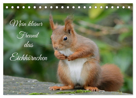 Mein kleiner Freund das Eichhörnchen (Tischkalender 2027 DIN A5 quer), CALVENDO Monatskalender