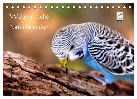 Wellensittiche - Naturkalender (Tischkalender 2027 DIN A5 quer), CALVENDO Monatskalender