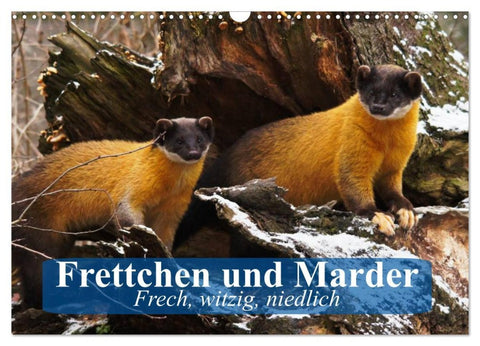 Frettchen und Marder. Frech, witzig, niedlich (Wandkalender 2026 DIN A3 quer), CALVENDO Monatskalender