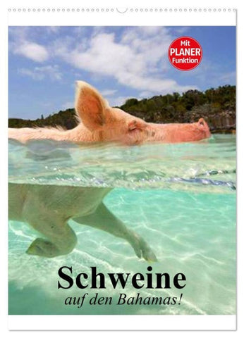 Schweine auf den Bahamas! (Wandkalender 2027 DIN A2 hoch), CALVENDO Monatskalender