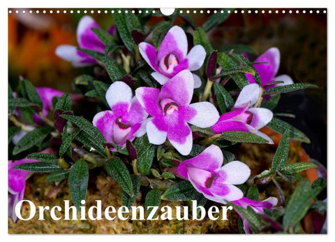 Orchideenzauber (Wandkalender 2026 DIN A3 quer), CALVENDO Monatskalender