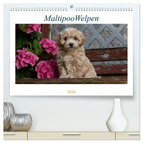 Maltipoo Welpen (hochwertiger Premium Wandkalender 2026 DIN A2 quer), Kunstdruck in Hochglanz