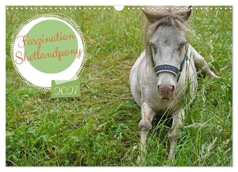 Faszination Shetlandpony (Wandkalender 2027 DIN A3 quer), CALVENDO Monatskalender
