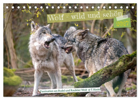 Wolf - wild und schön (Tischkalender 2027 DIN A5 quer), CALVENDO Monatskalender