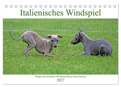 Italienisches Windspiel (Tischkalender 2027 DIN A5 quer), CALVENDO Monatskalender