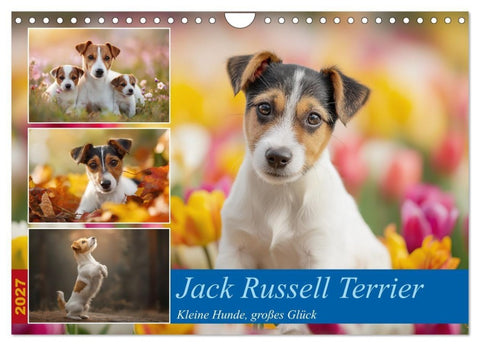 Jack Russell Terrier (Wandkalender 2027 DIN A4 quer), CALVENDO Monatskalender