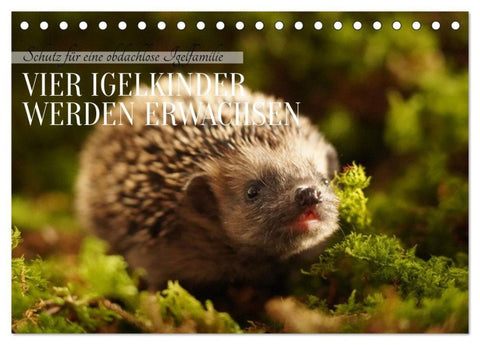 Schutz für eine obdachlose Igelfamilie - Vier Igelkinder werden erwachsen. (Tischkalender 2027 DIN A5 quer), CALVENDO Monatskalender