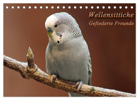 Wellensittiche - Gefiederte Freunde (Tischkalender 2026 DIN A5 quer), CALVENDO Monatskalender