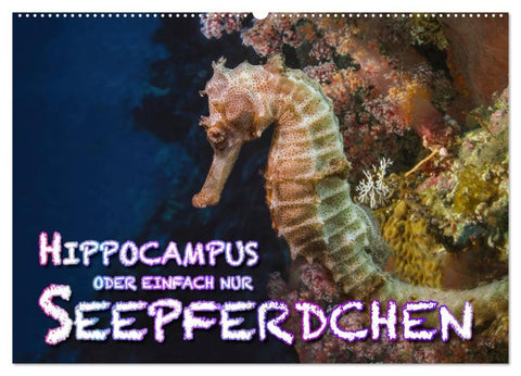 Hippocampus oder einfach nur Seepferdchen (Wandkalender 2026 DIN A2 quer), CALVENDO Monatskalender