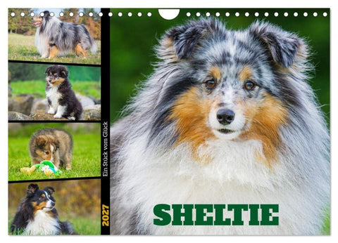 Sheltie - Ein Stück vom Glück (Wandkalender 2027 DIN A4 quer), CALVENDO Monatskalender