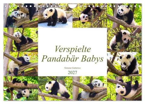 Pandabär Babys (Wandkalender 2027 DIN A4 quer), CALVENDO Monatskalender