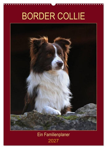 Border Collie - Ein Familienplaner (Wandkalender 2027 DIN A2 hoch), CALVENDO Monatskalender